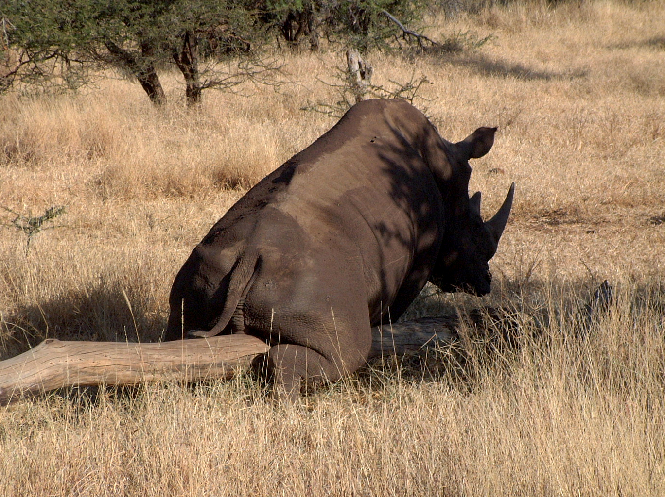 Lewa white rhino scratch 5.jpg