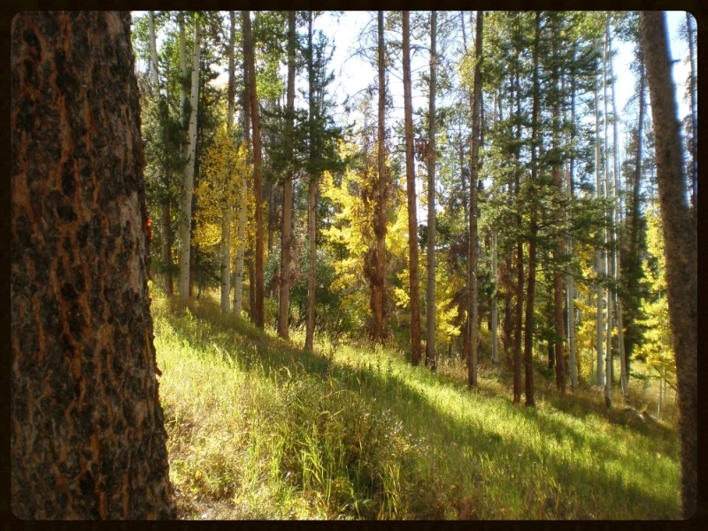 Aspen trees. A symbol of interconnectedness. Each tree is independent, yet they are all one tree.&nbsp;