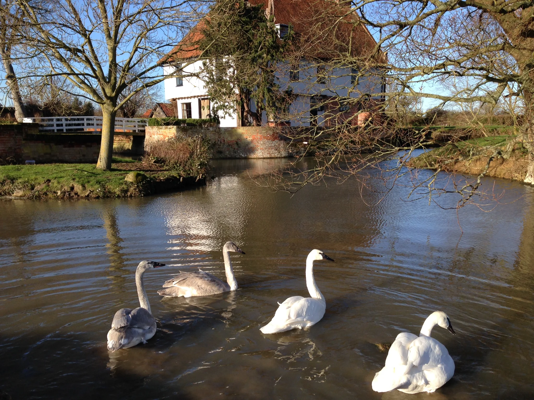 The swans are starting to practise now!!