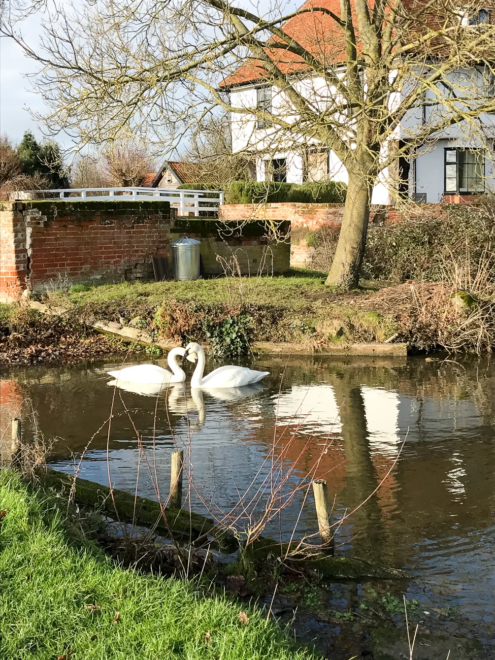 Swans courting