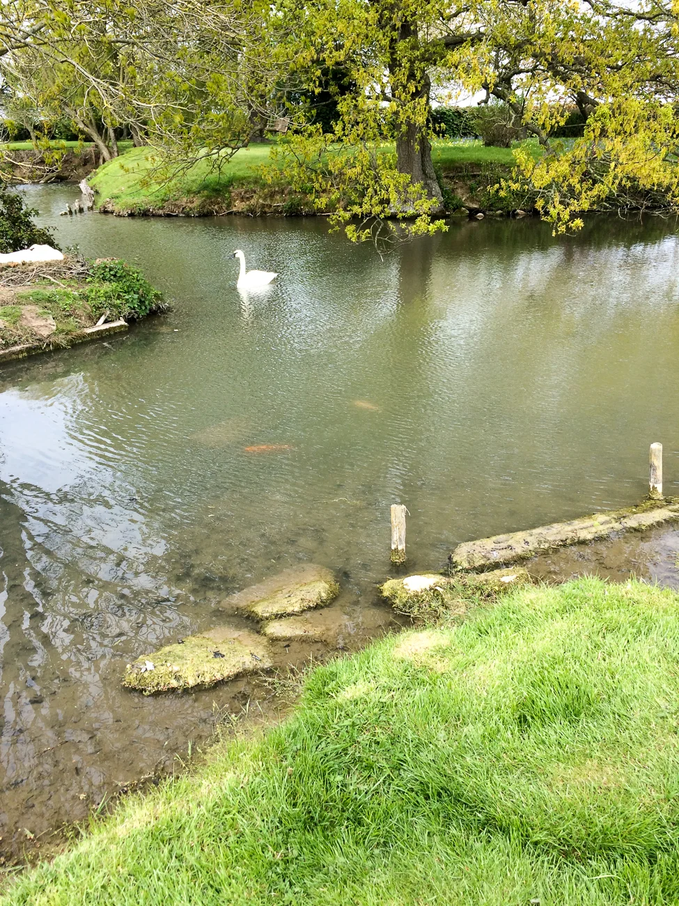 Koi carp in the moat