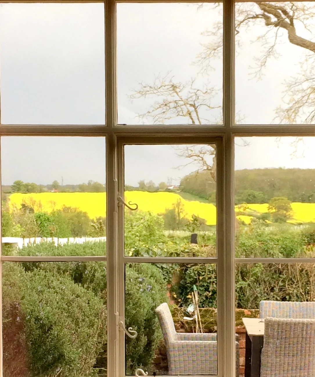 The glorious vision of acid yellow of the rapeseed