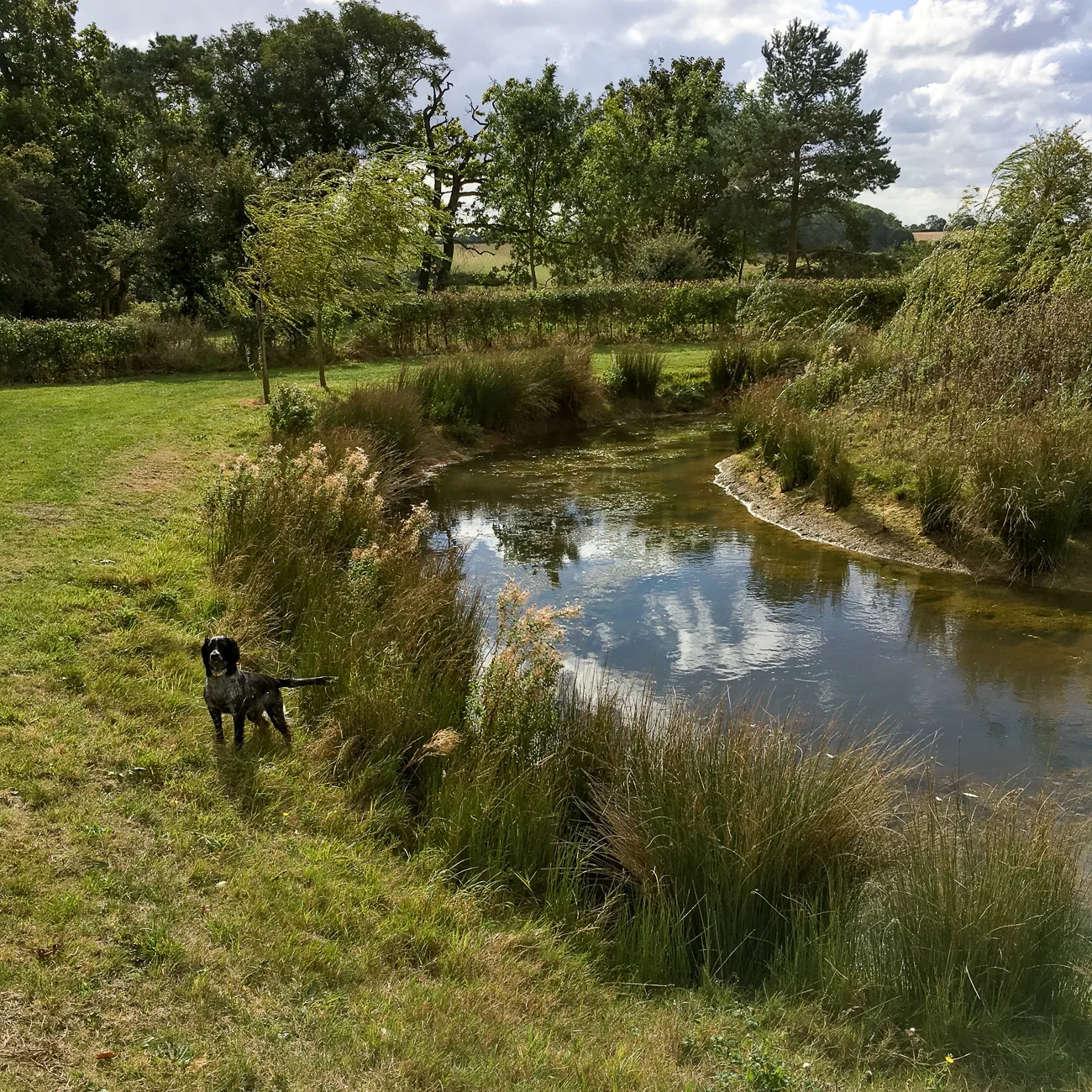 Newest ponds with wet but happy dog
