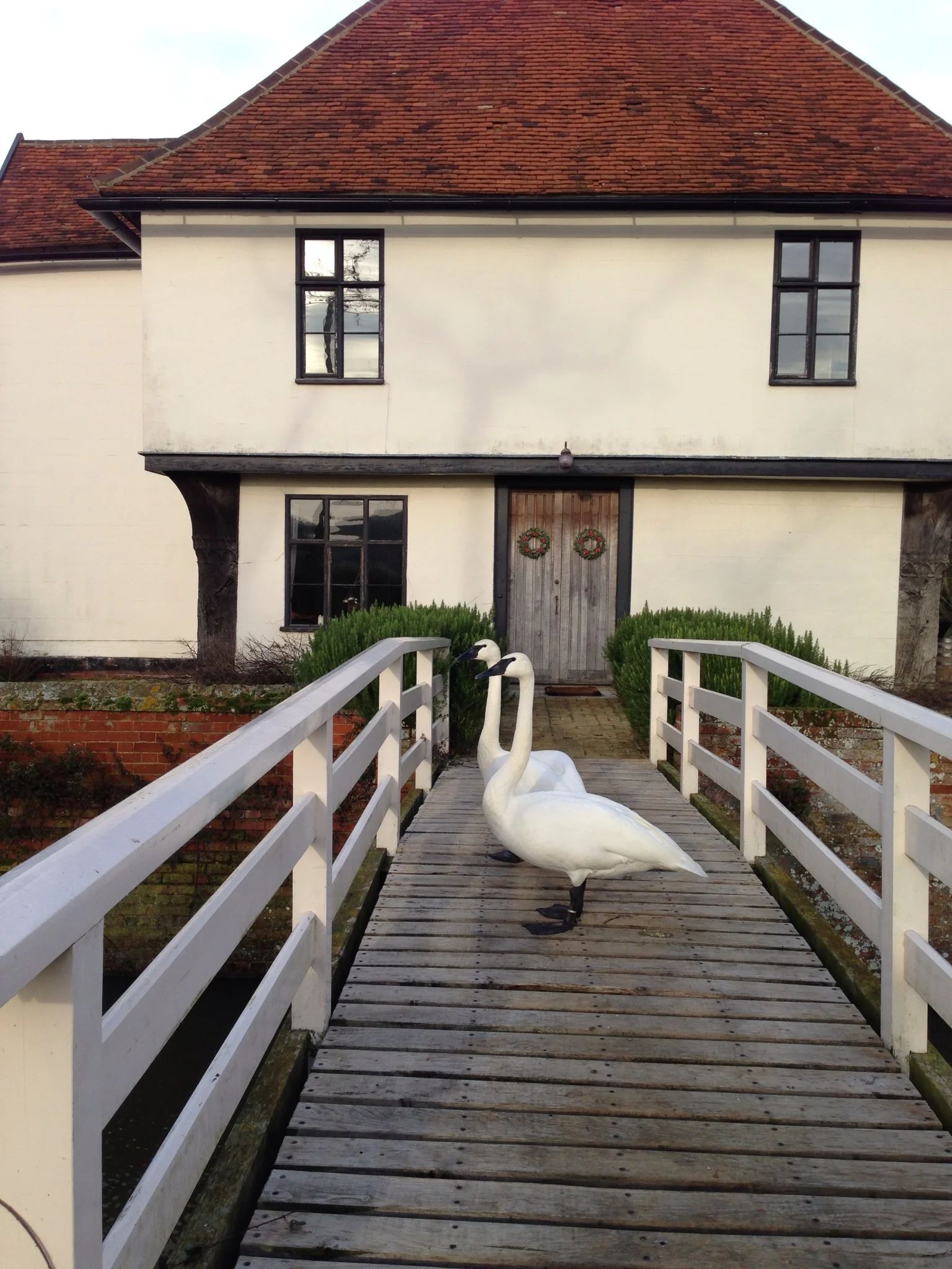 Swans worried about Christmas dinner - invited or integral part of it?