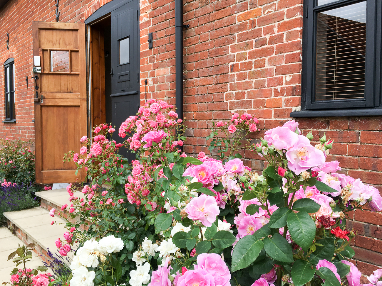 Roses around the door