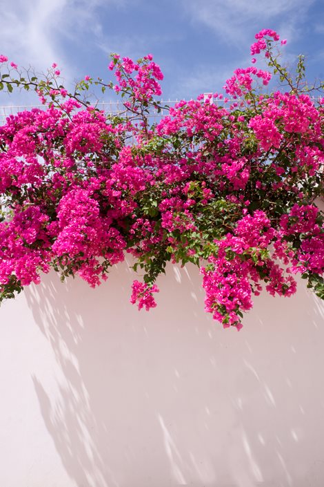 flowering-bougainvillea-white-wall-shutterstock-com_12529.jpg