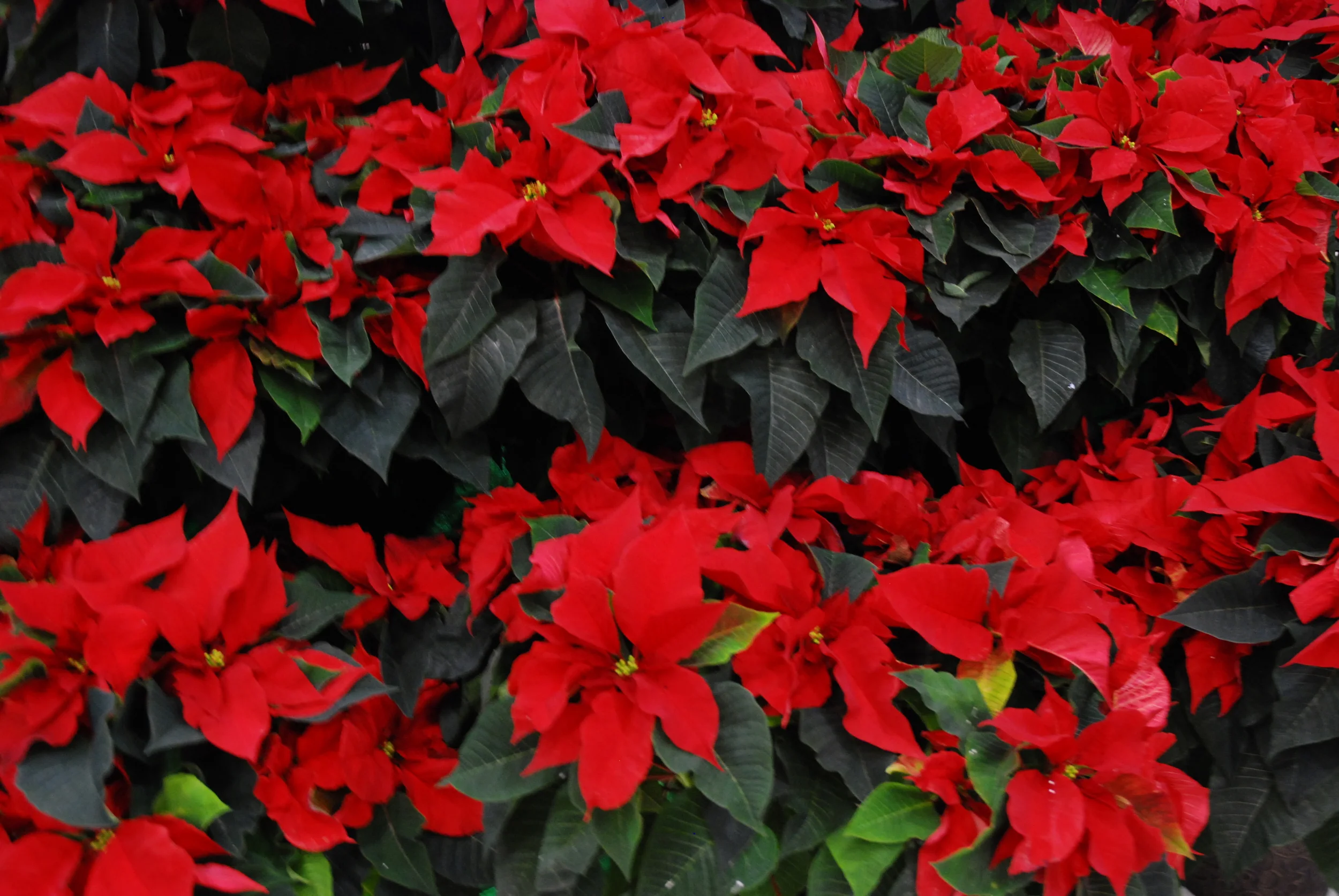 Food Fests and Feasts: Tasting Table Open Market