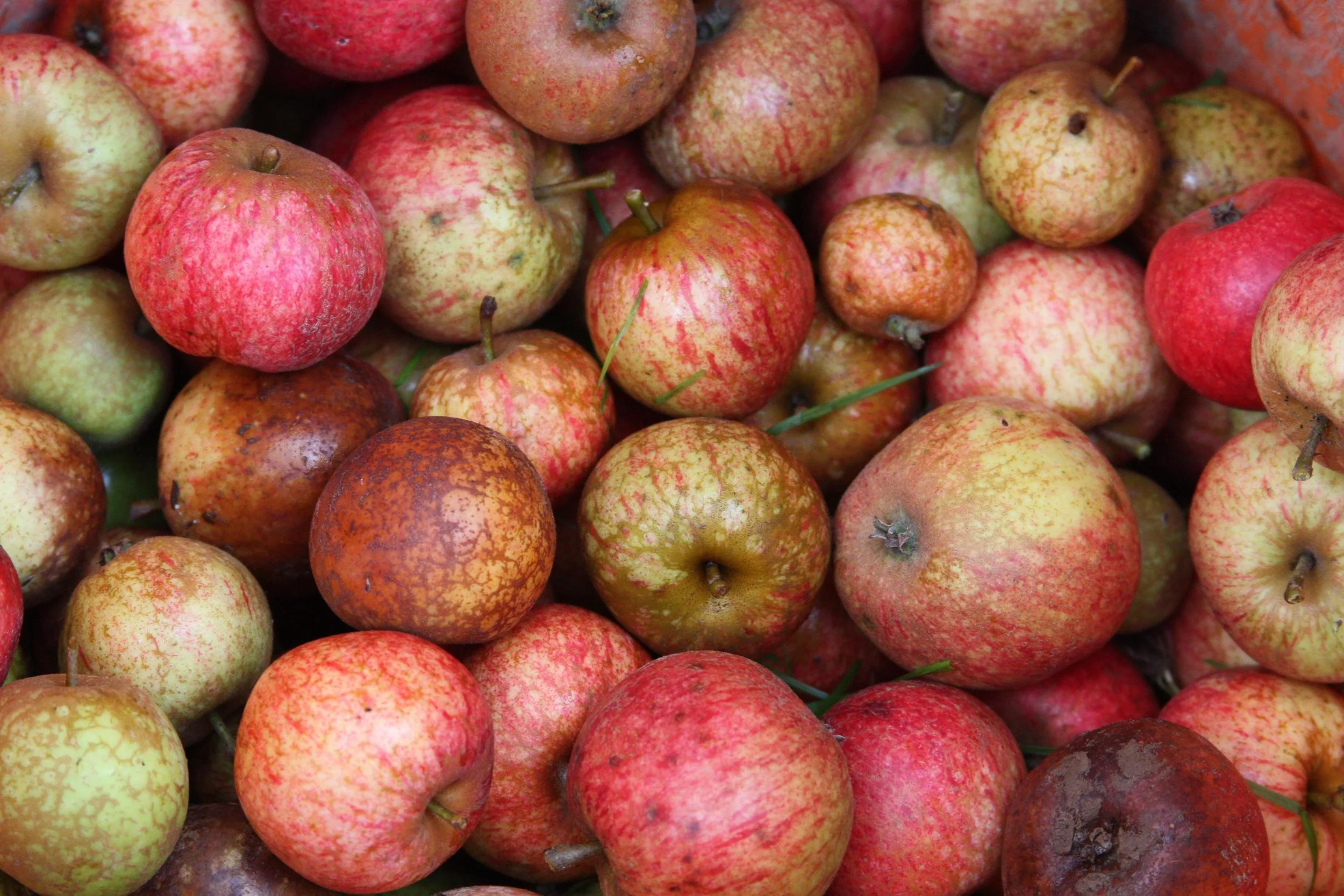 My Plate, Your Passport: First Taste of the Cider Summit