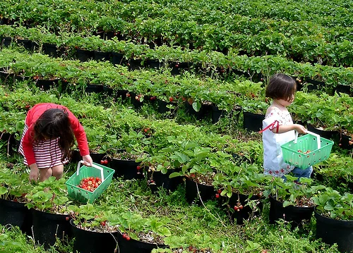 National Pick Strawberries Day