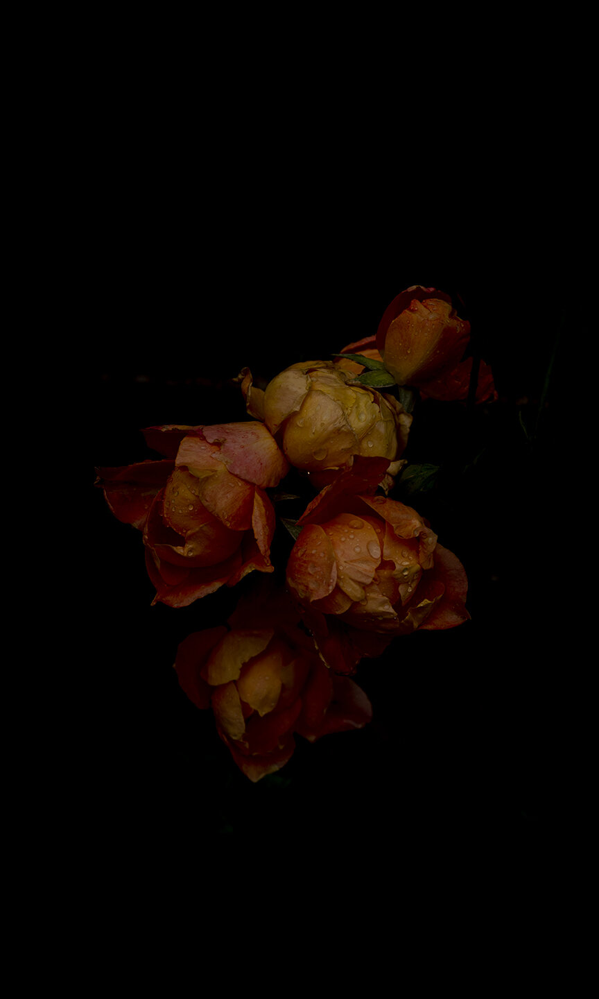 Late roses copy.jpg