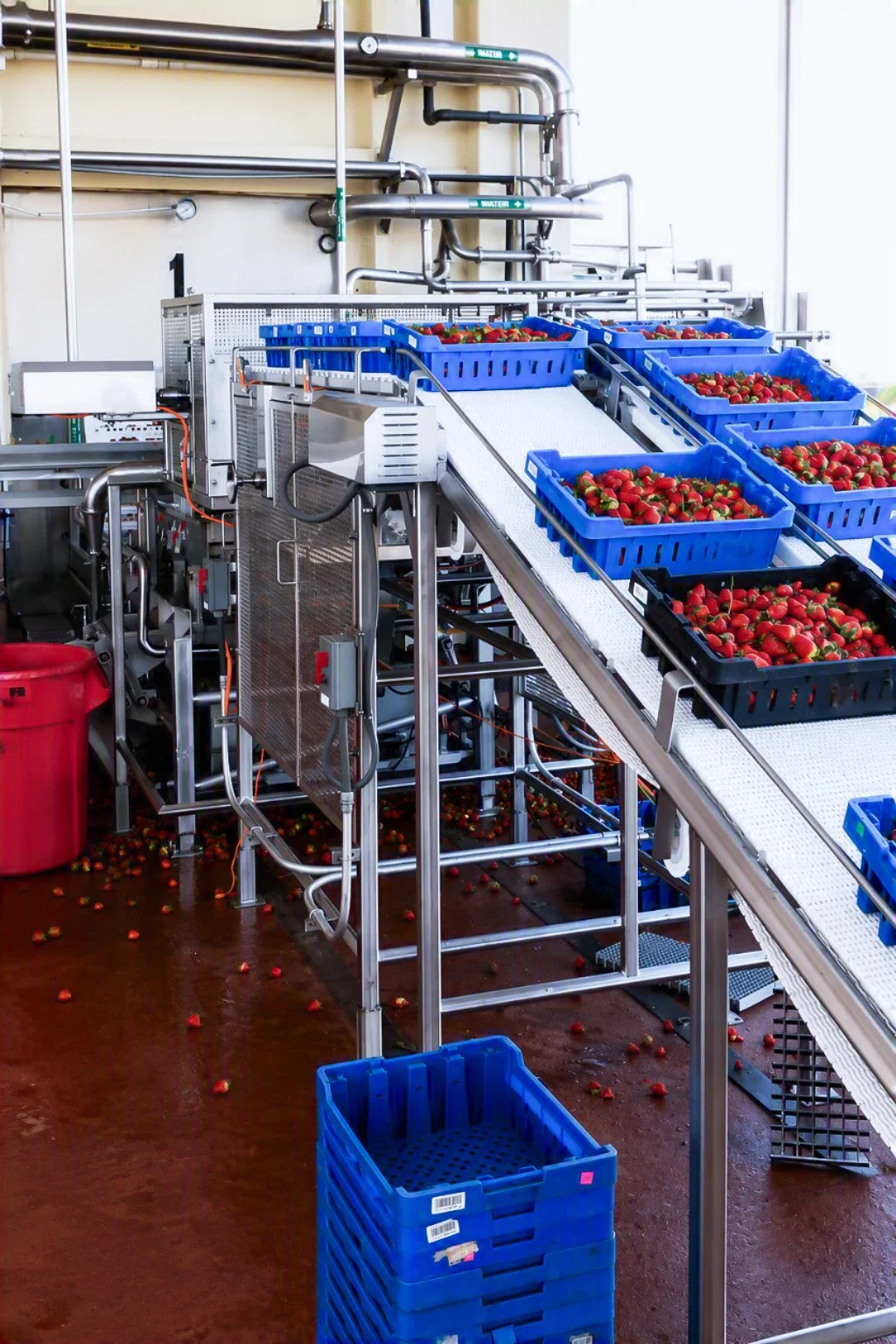Automation line with blue crates filled with strawberries on a conveyor belt in a food processing facility.