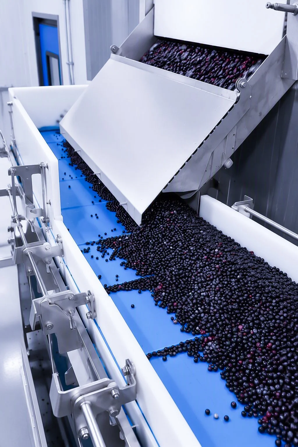 The exit of a food processing machine going onto a conveyor belt is dumping out blueberries as part of FPS Food Process Solutions' end-to-end blueberry processing line.