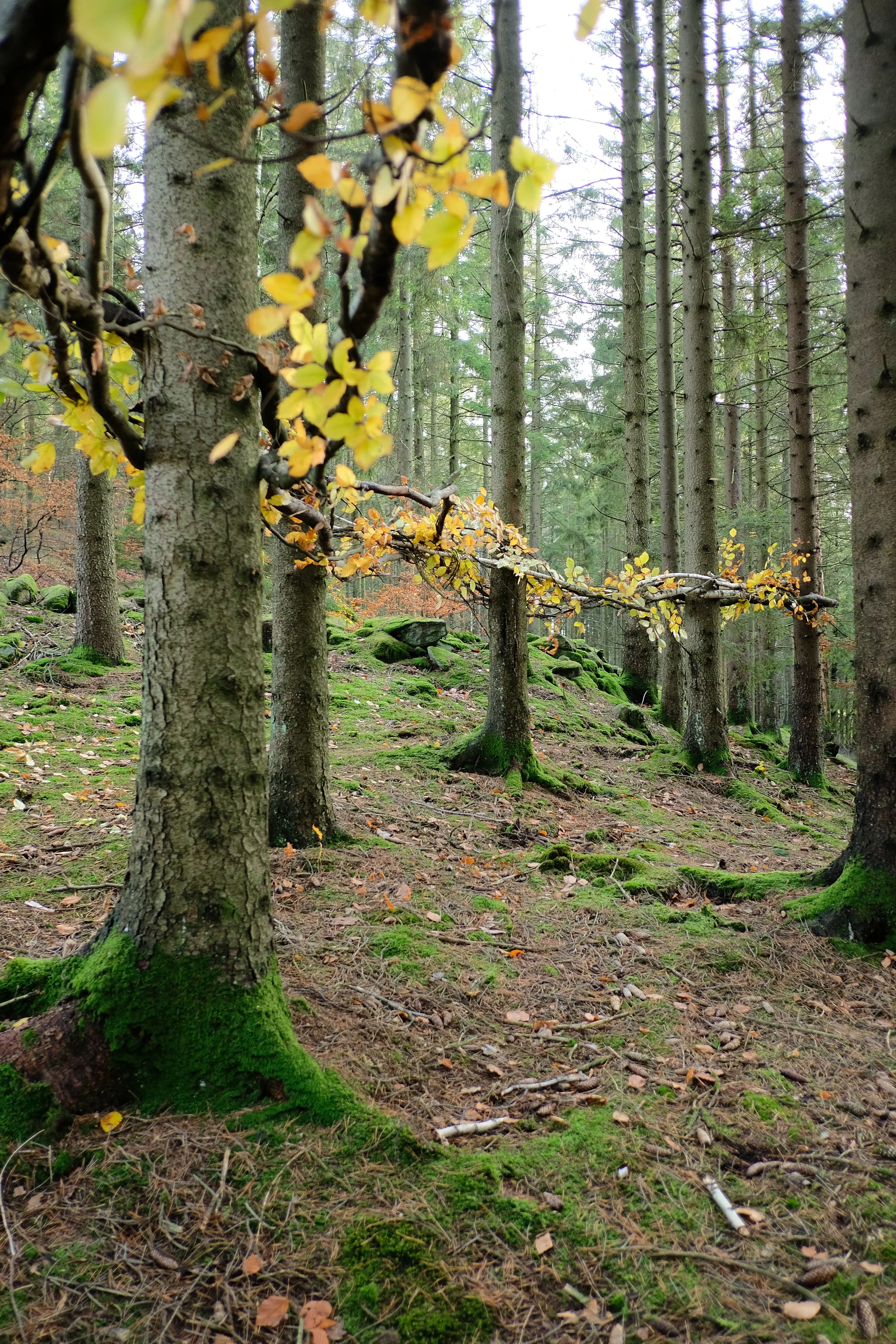 Tree Weave View 1 from northeast.JPG