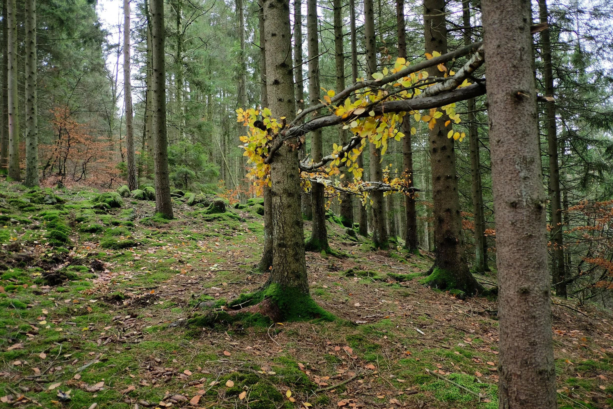 Tree Weave View 2 from southeasteast.JPG