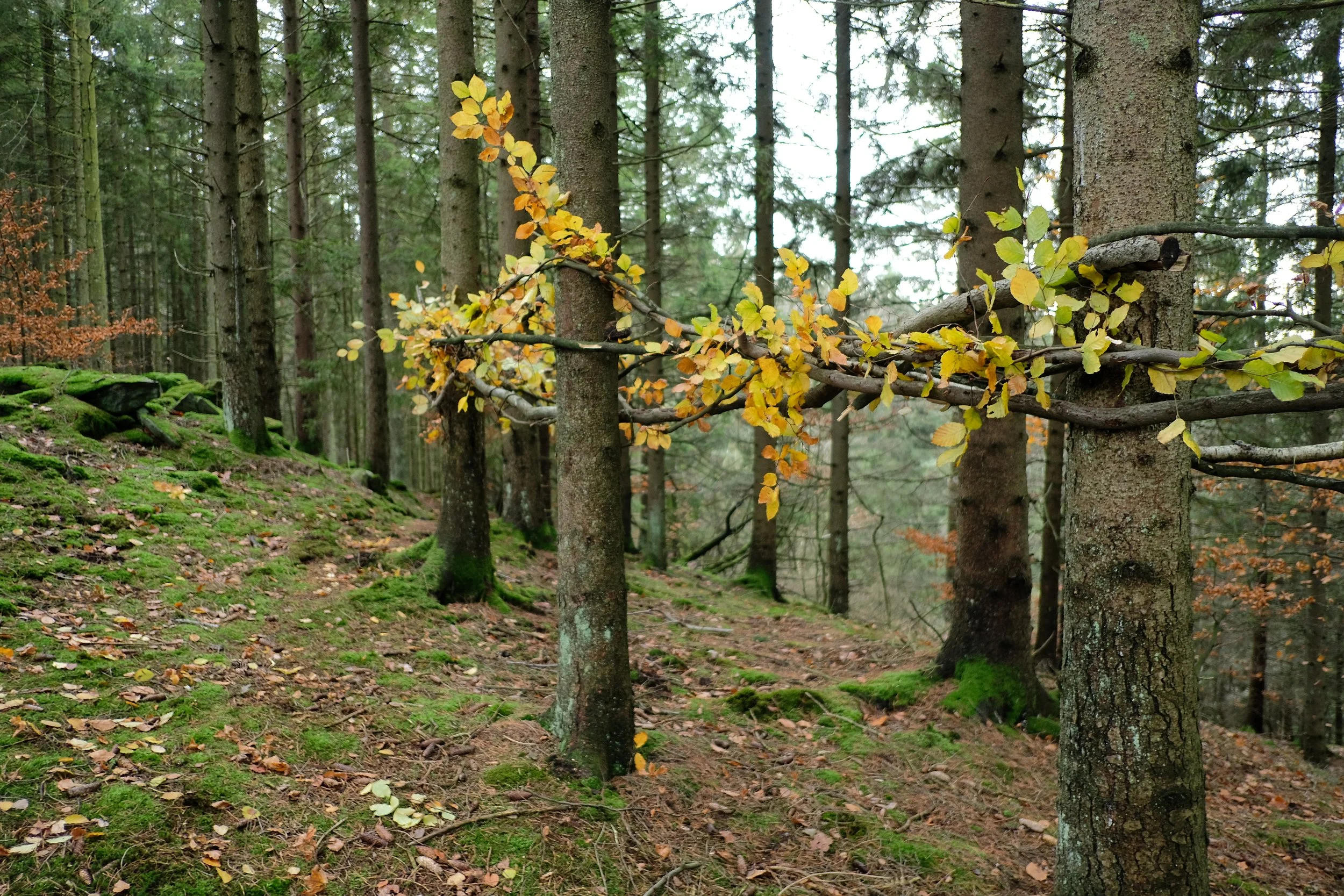 Tree Weave View 4 from southsoutheast.JPG
