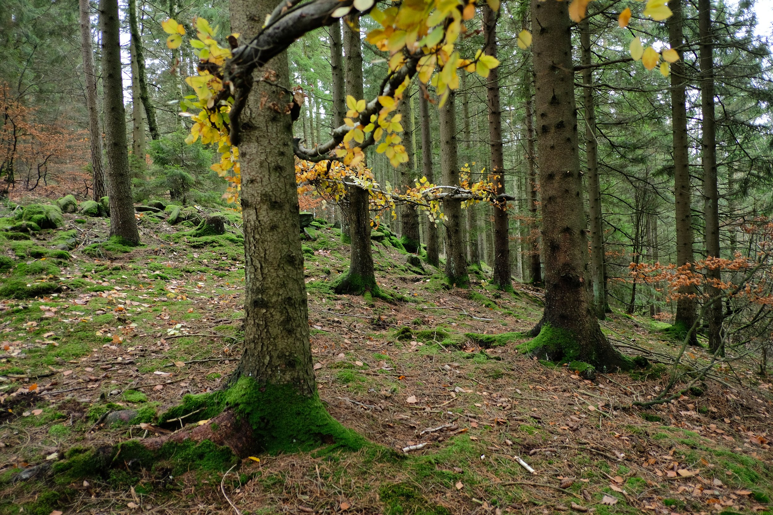 Tree Weave View 3 southeasteast.JPG