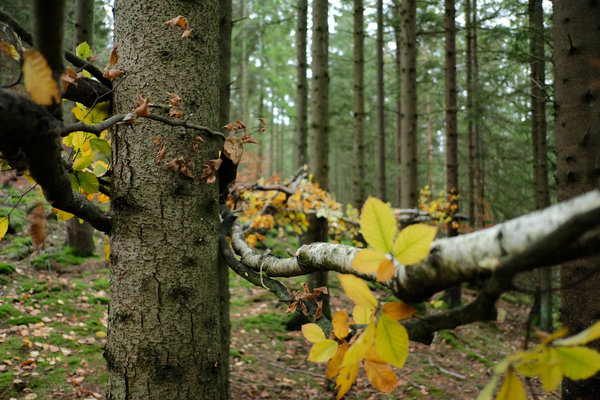 Tree Weave View 5 Detail.JPG