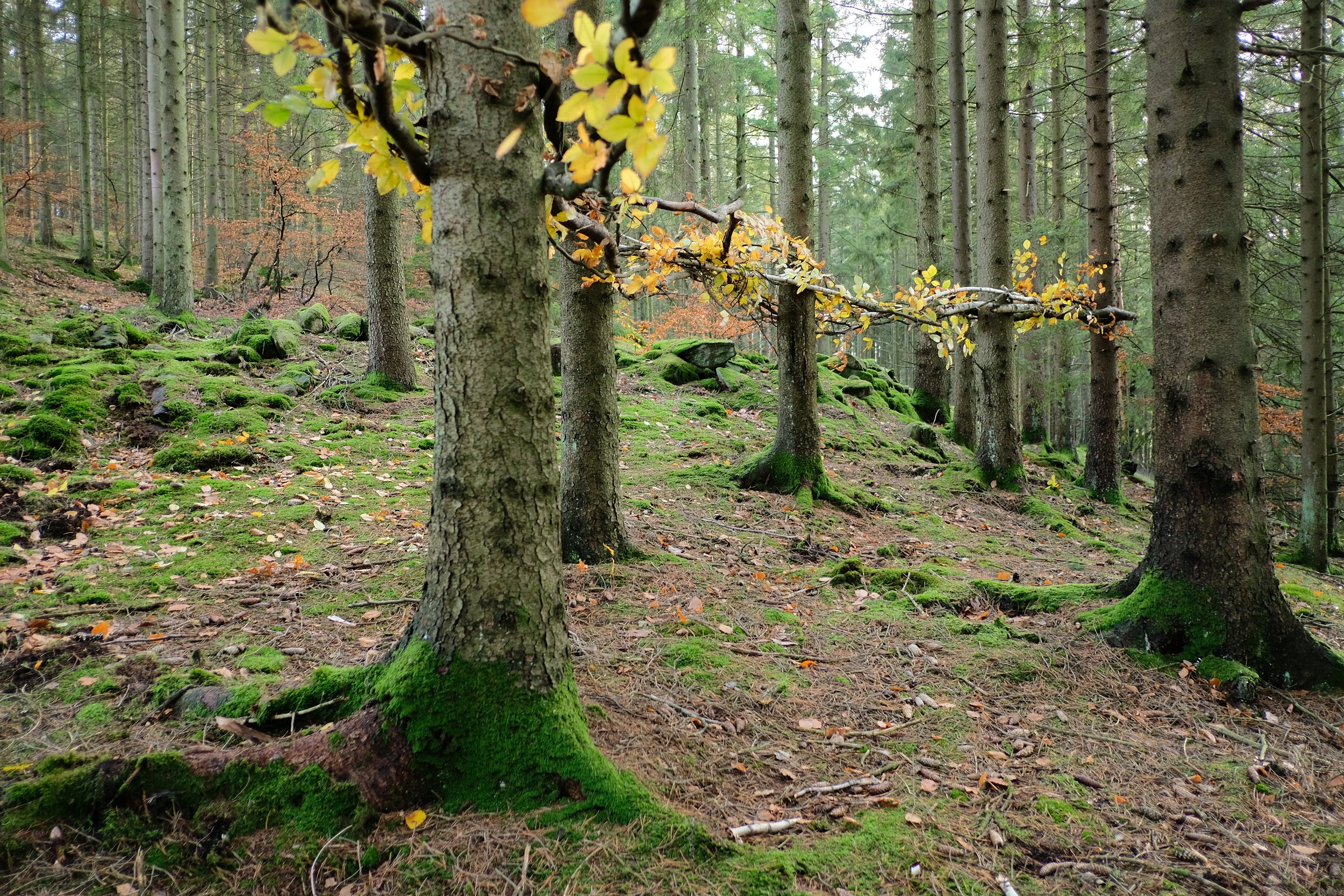 Tree Weave View 6 Detail.JPG