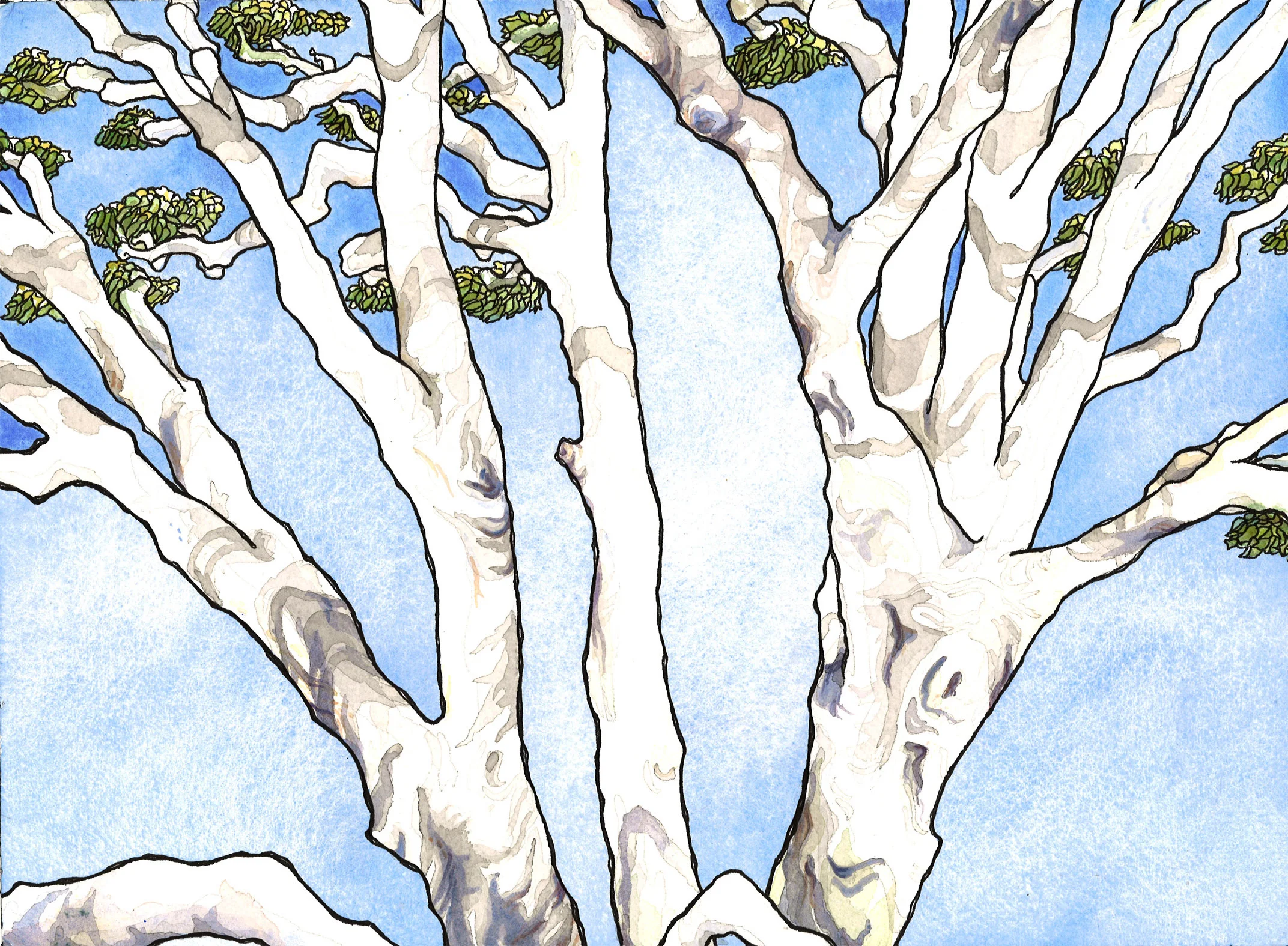 ghost gum.jpg