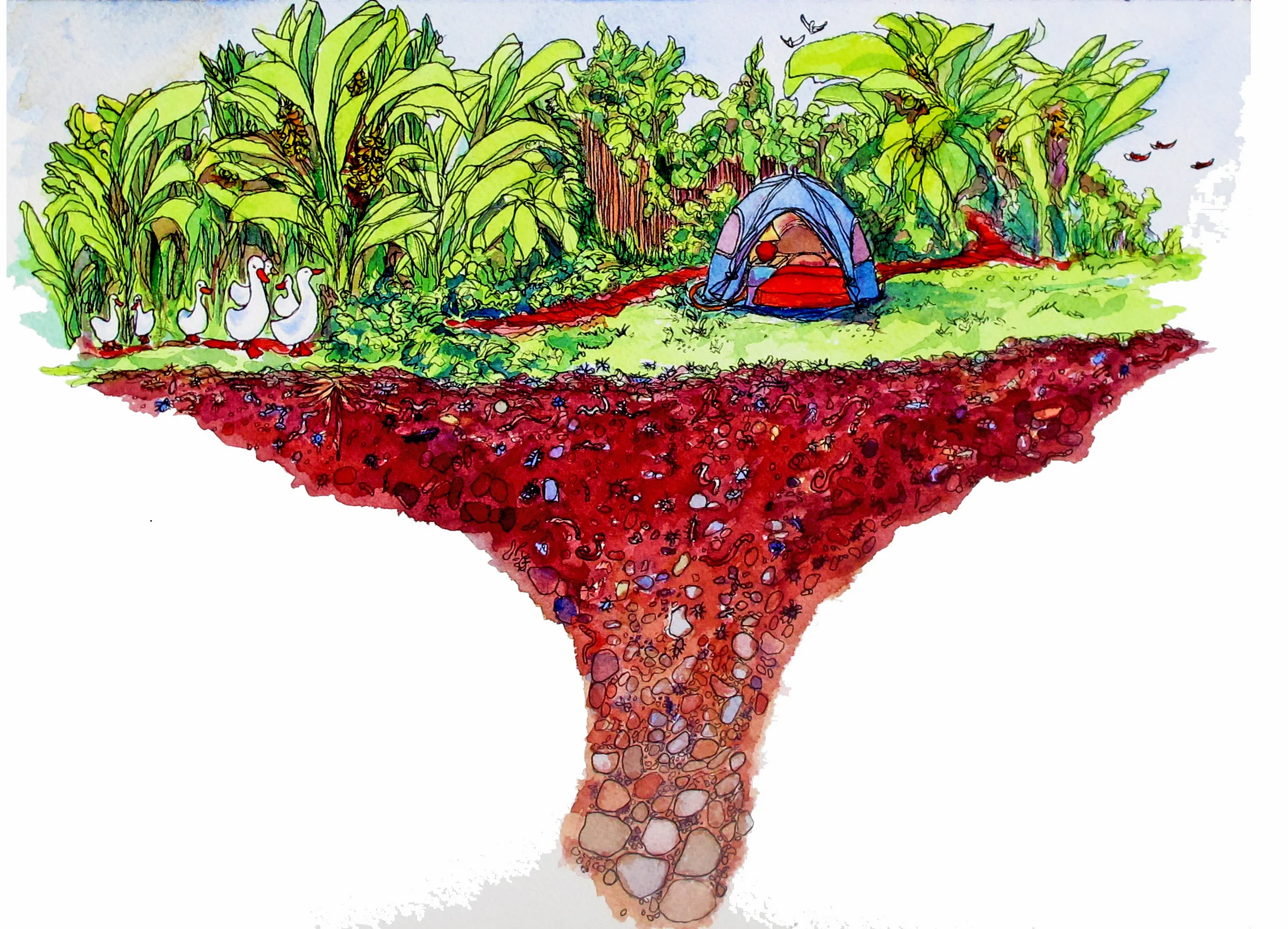 tent and organisms image.jpg