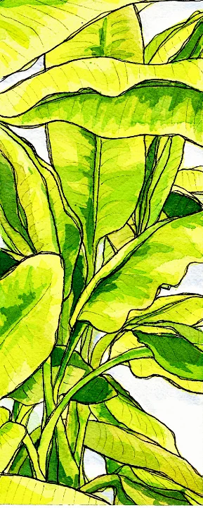 bananaleaves.jpg