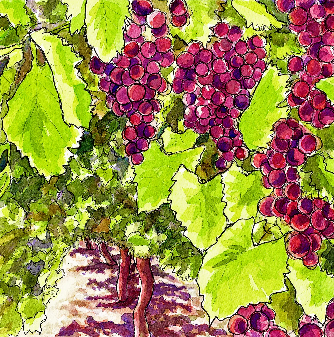 grapes.jpg