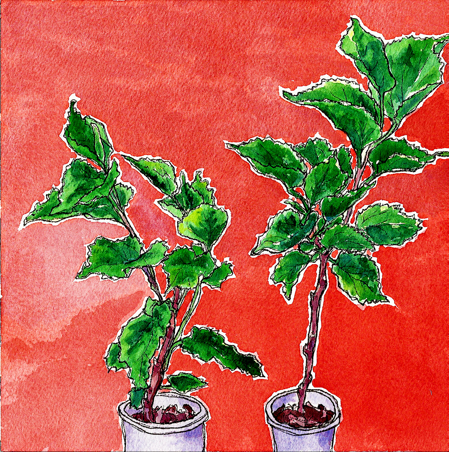mulberries.jpg