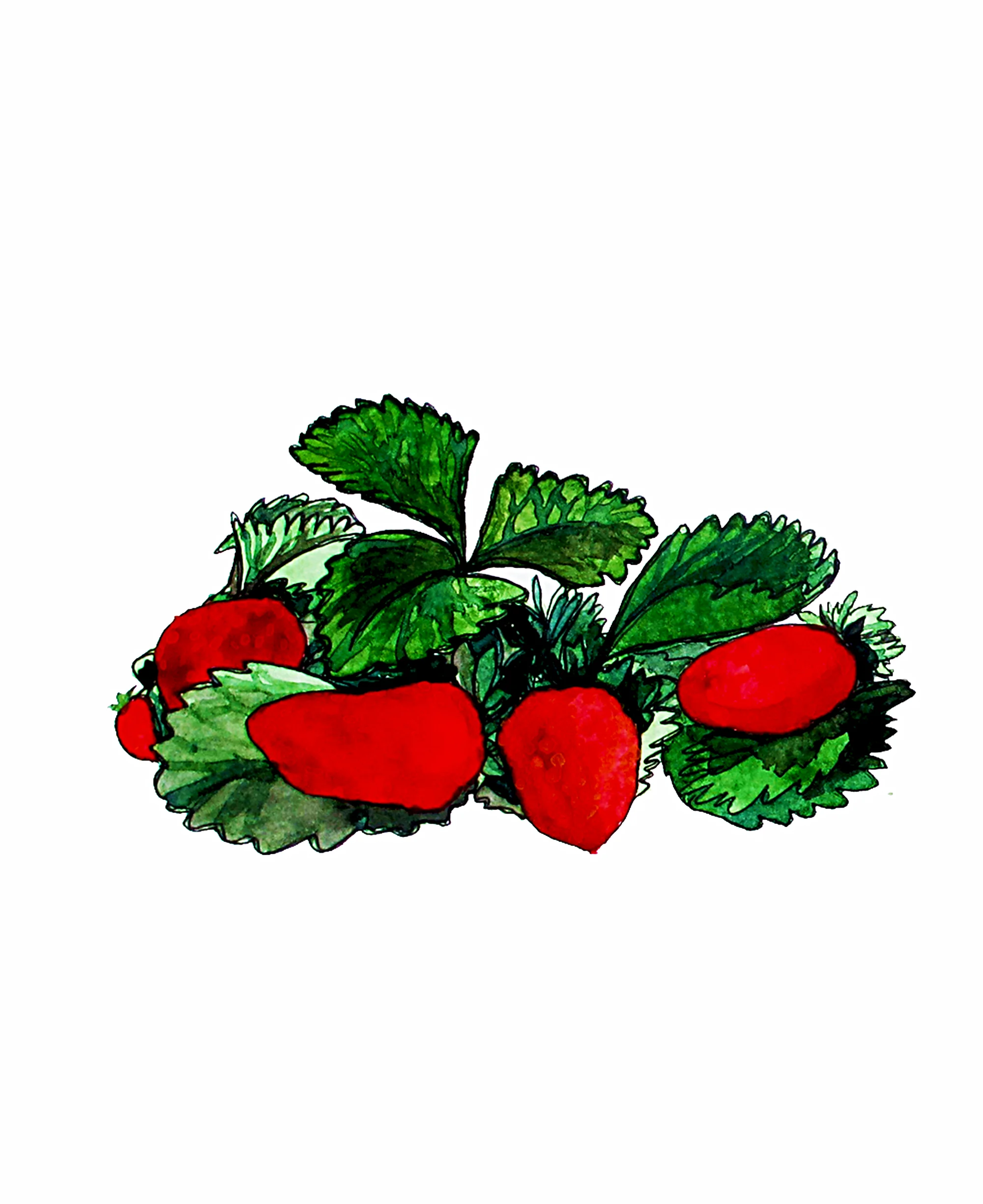 strawberries.jpg