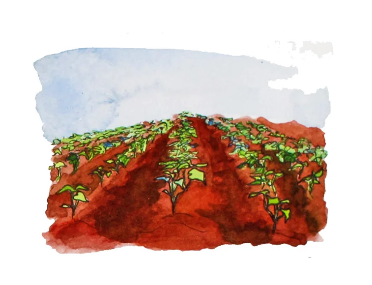 sweet potato rows.jpg