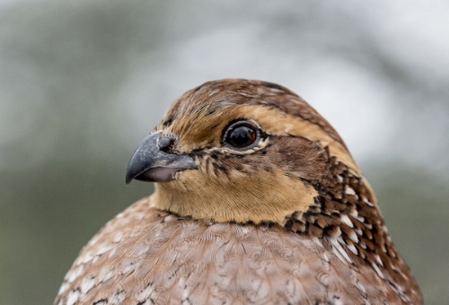Quail_Headshot_SINGLE1 .jpg