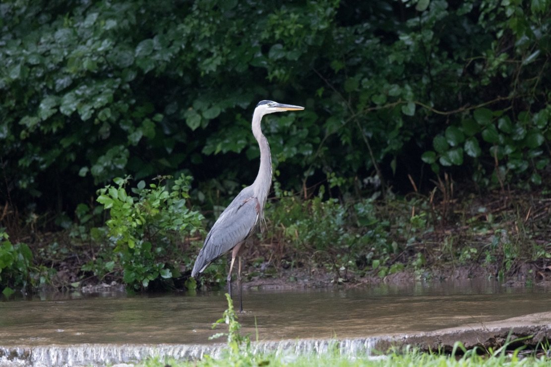 The Watchman | Blue Heron