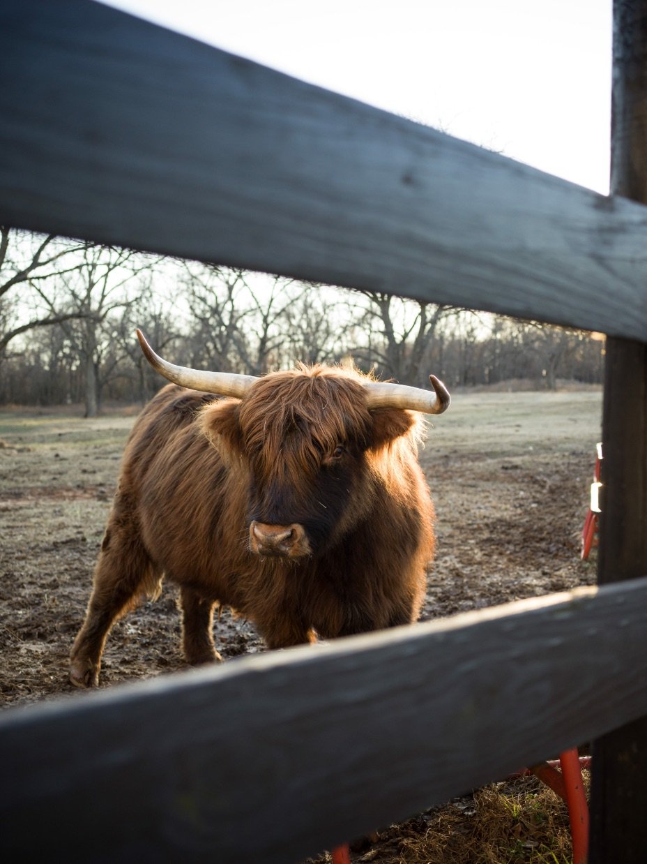 Brindle | Scottish Highland Steer