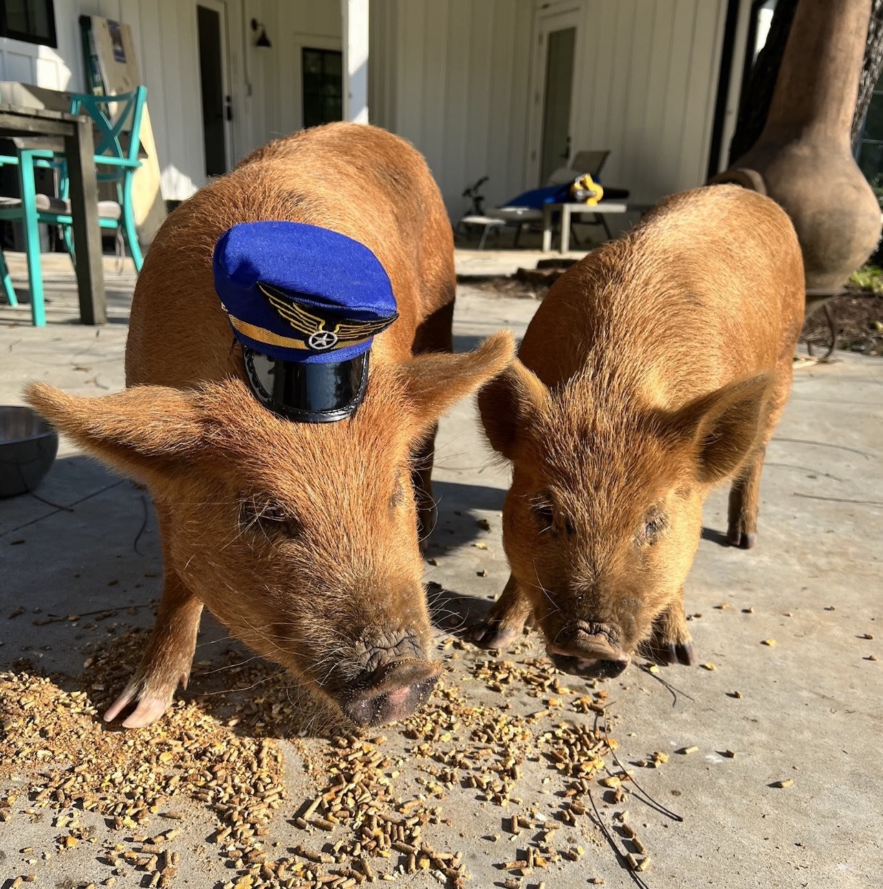Robinhood and Little John | Idaho Pasture Pigs