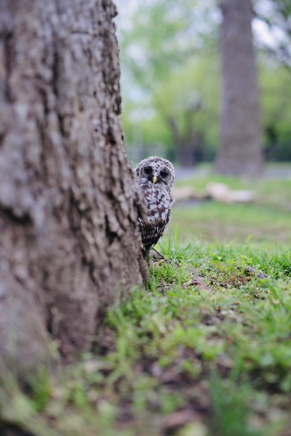 Owlet in Spring