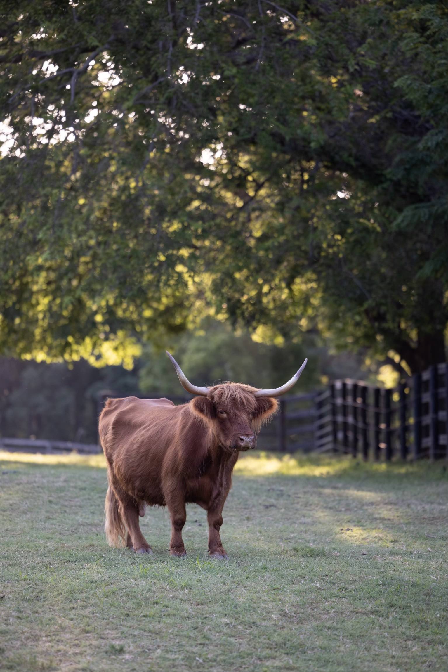 Wendy | Scottish Highland Cow