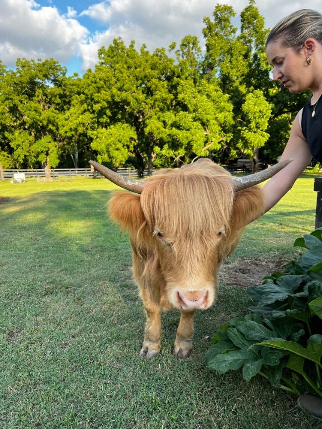 Taco Belle AKA Taco | Scottish Highland Heifer