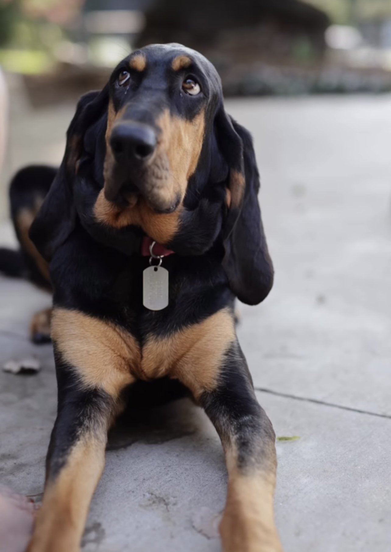 Scout | Bloodhound