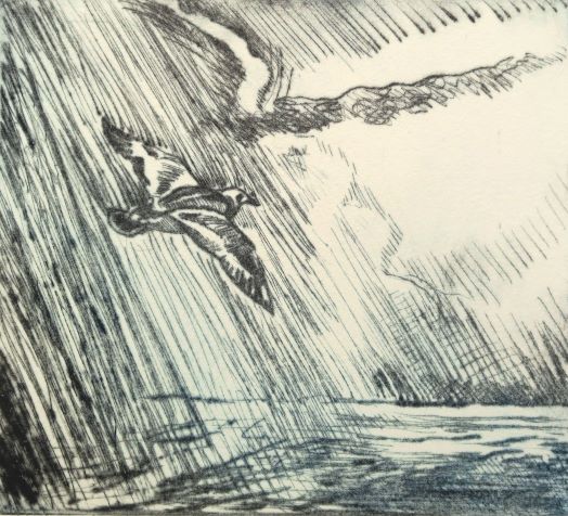 Soaring above the Storm, Ruddy Turnstone_drypoint_Stephen McDonald_small.JPG