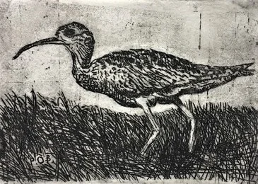 Baby Curlew_Etching_Paul O'Brien.JPG