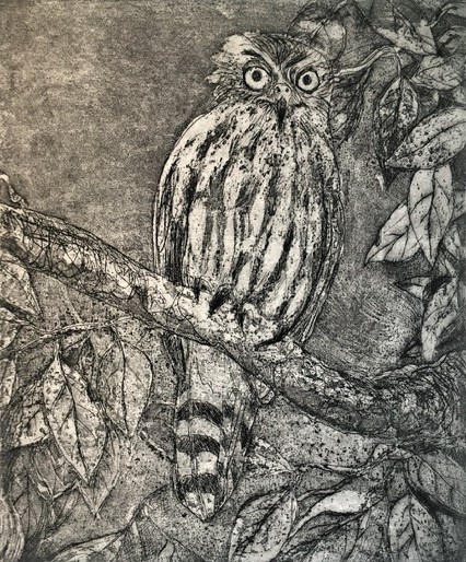 Barking Owl_Etching_Robyn Culley.JPG