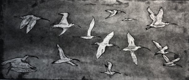 The last eastern curlews_etching aquatint_Christopher Clifton.JPG