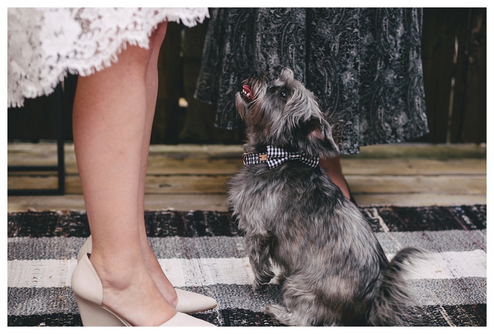 Puppy looking at a wedding ceremony at home in Toronto.