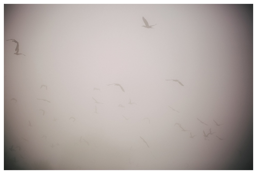 foggy-engagement-photos-Toronto-ScarboroughBluffs-beach-077.JPG