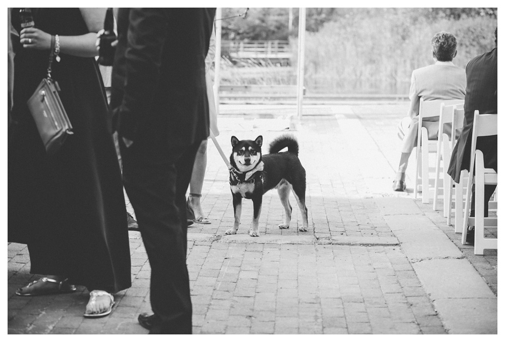 Dog at a wedding at Brickworks, Toronto during a ceremony.