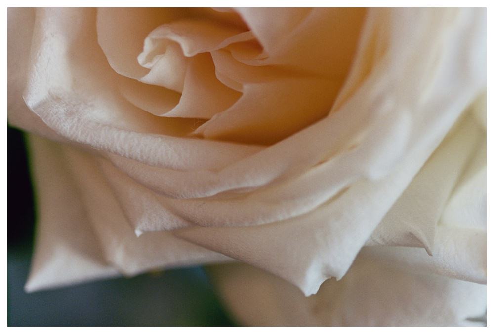 Close up of a pale pink rose.