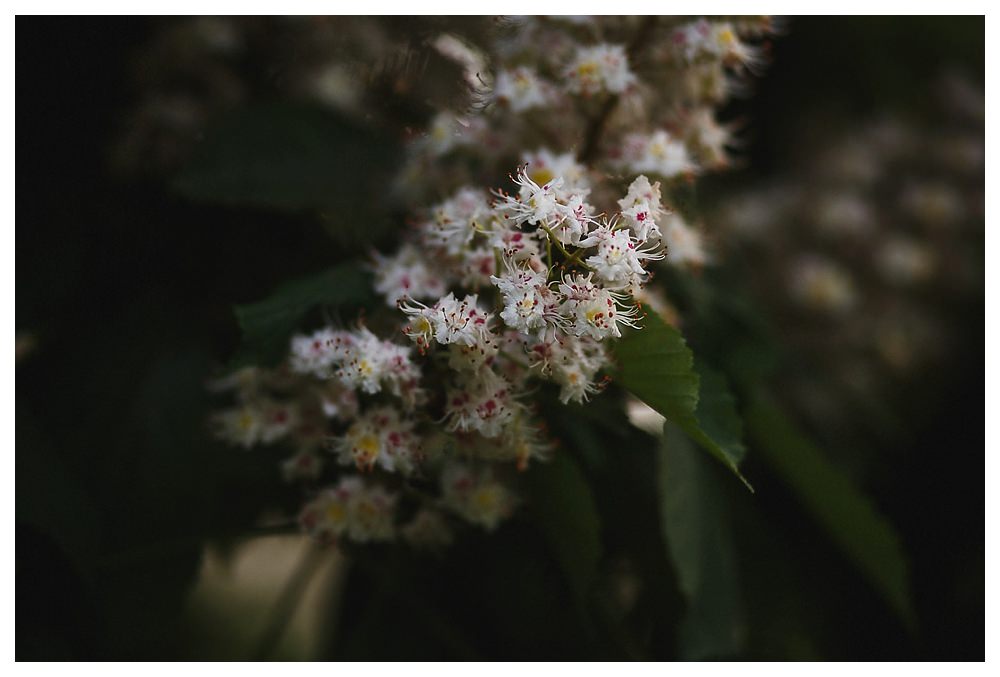 The fragrant smells of the white and pink flower capture the last light of the day in the park downtown Toronto.