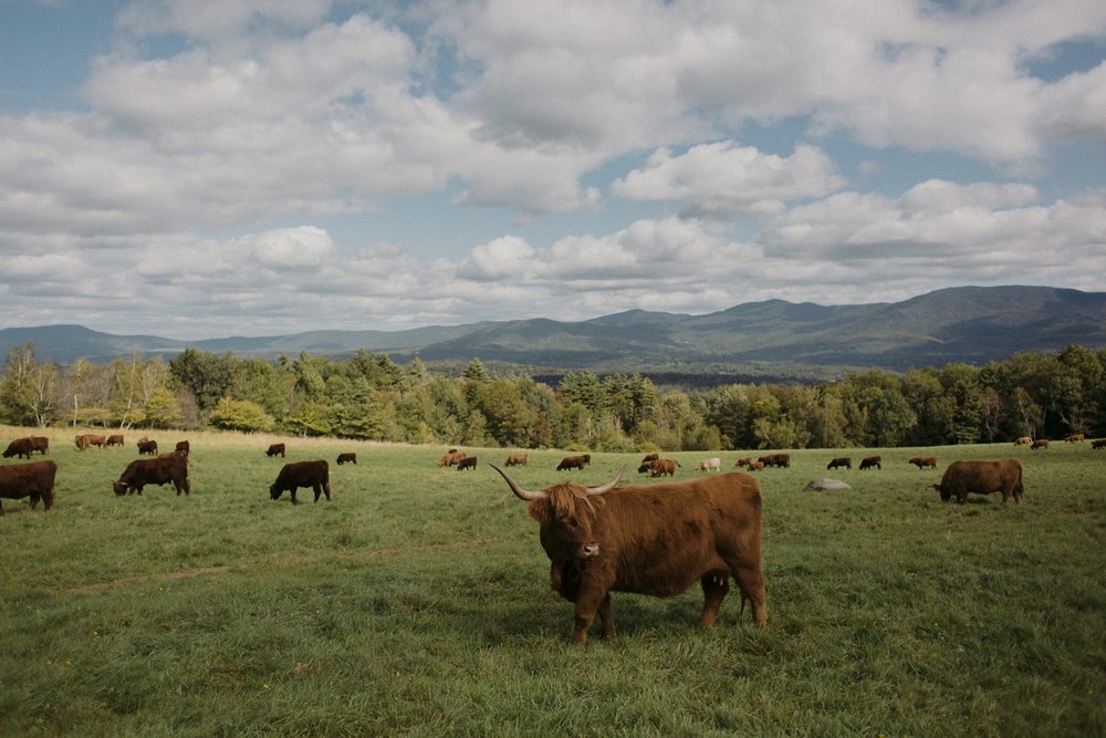 Vermont cows at Trapp Family Lodge wedding.