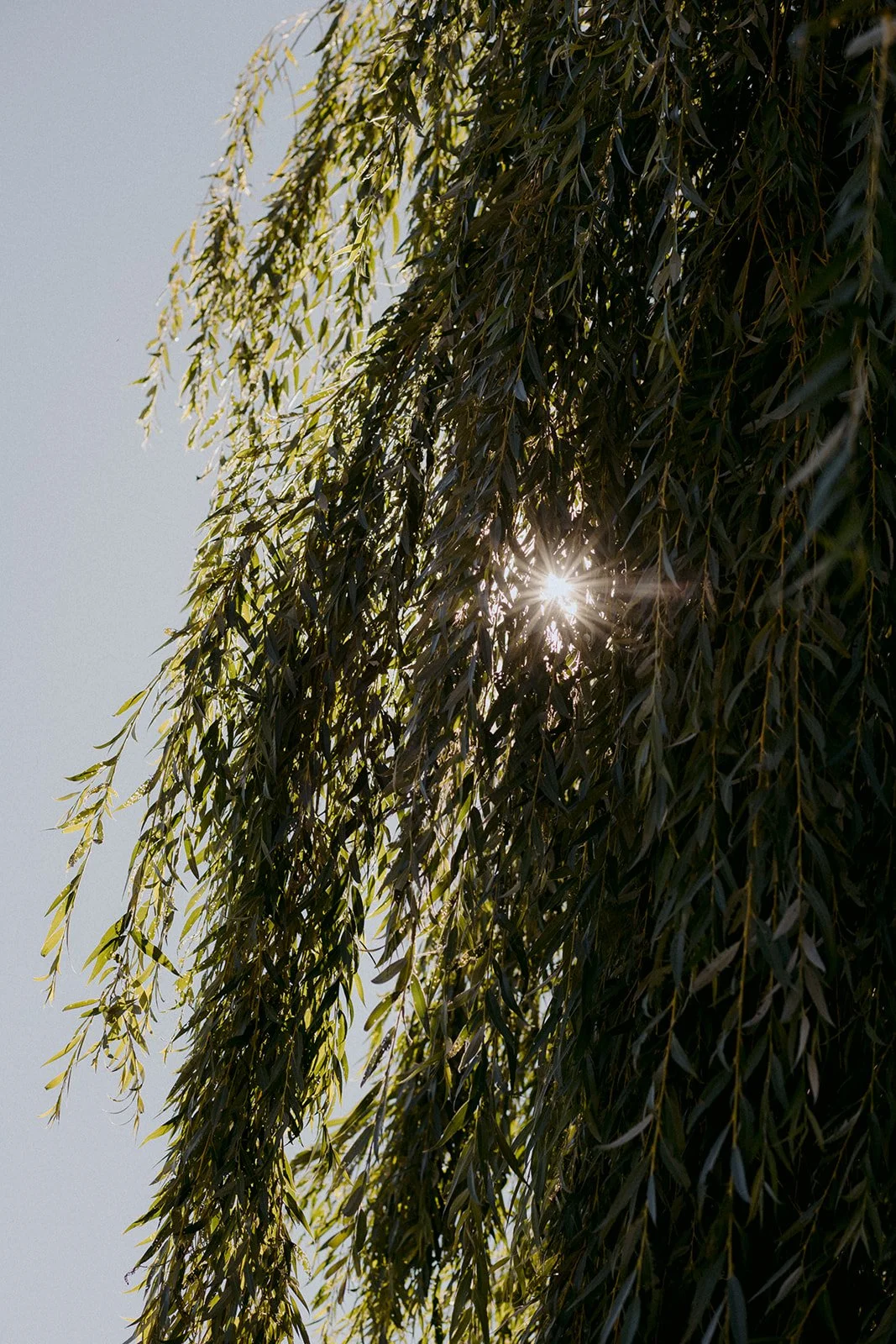 22-0812-DanijelaWeddings-DanijelaGorley-Ontario-StephZach-wedding-080.JPG