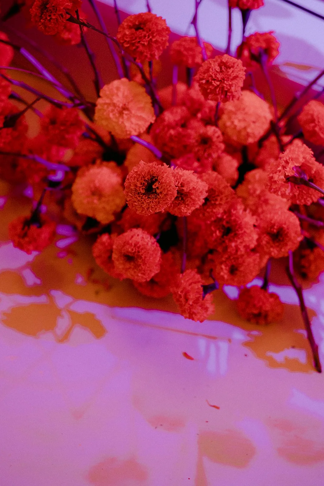 22-0812-DanijelaWeddings-DanijelaGorley-Ontario-StephZach-wedding-191.JPG