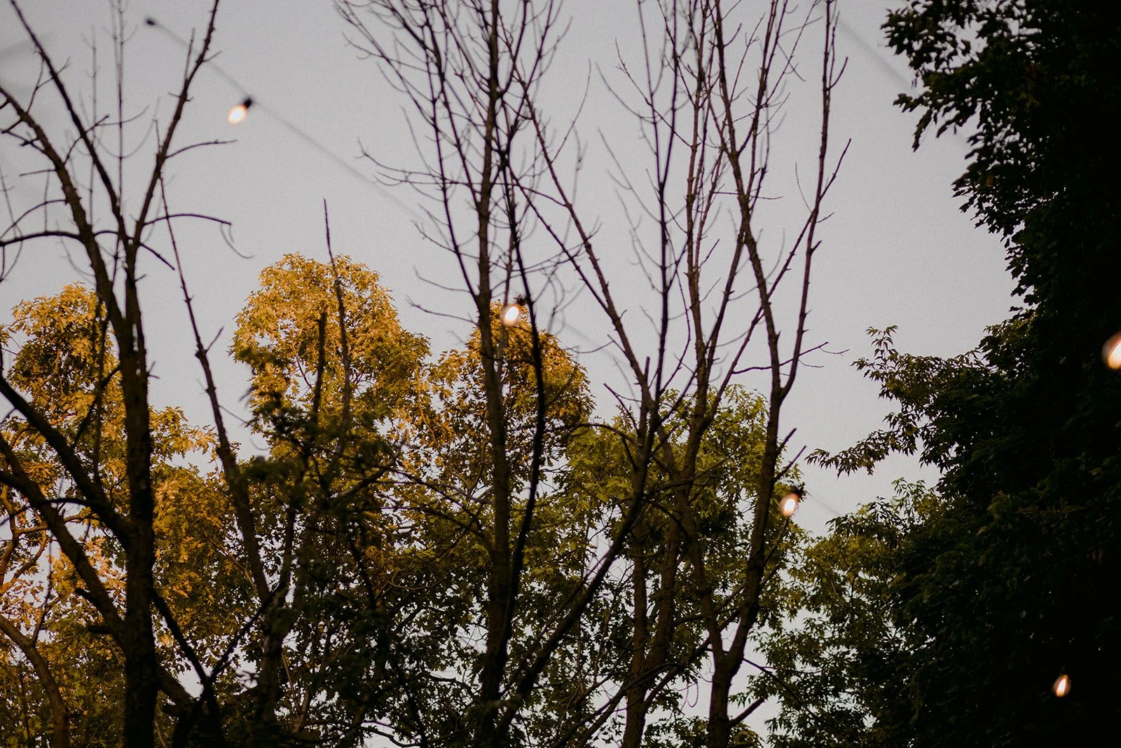 22-0709-DanijelaWeddings-DanijelaGorley-Toronto-OliviaCosmo-wedding-197.JPG